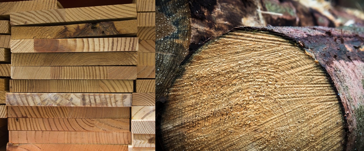 Características microscópicas madera