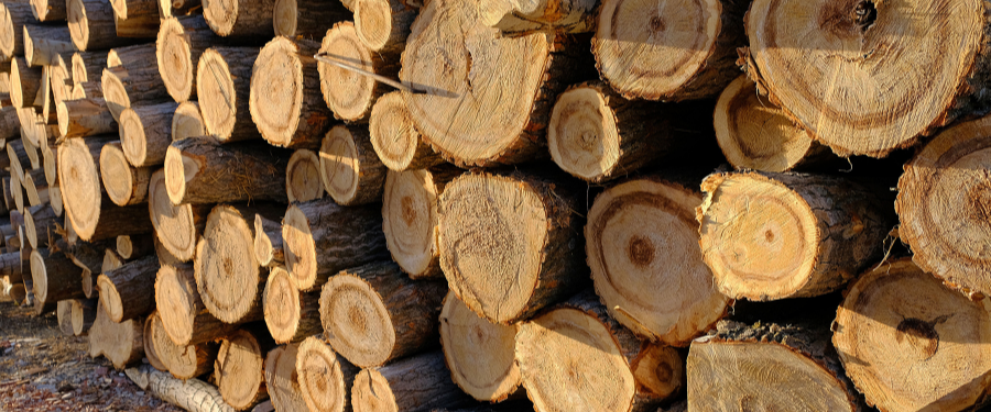 Madera de chopo en rollo