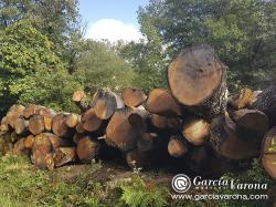 Madera en rollo-importación
