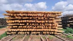 Postes de madera